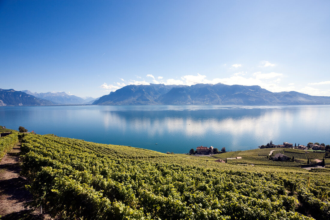View of mount Alps and vineyards, Lake Geneva, Lavaux, Switzerland