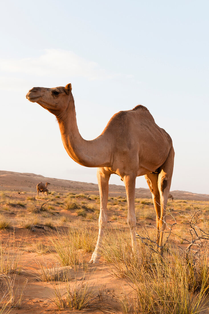 Camels on desert, Wahiba Sands, Oman