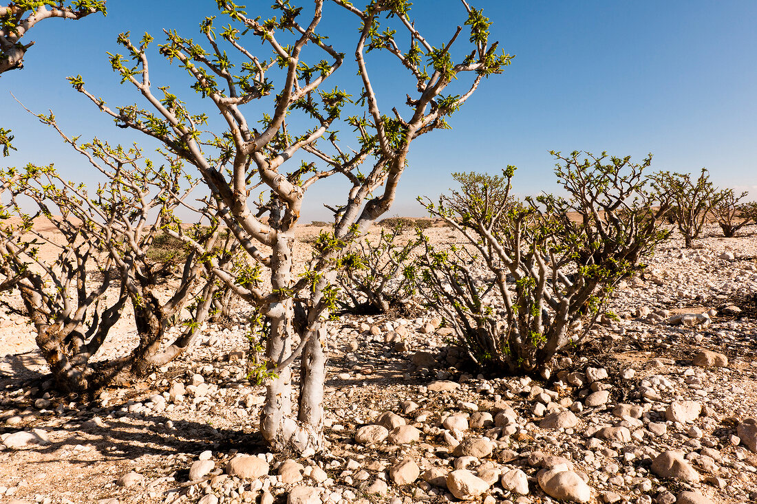 View of Incense tree on hill in desert, Oman