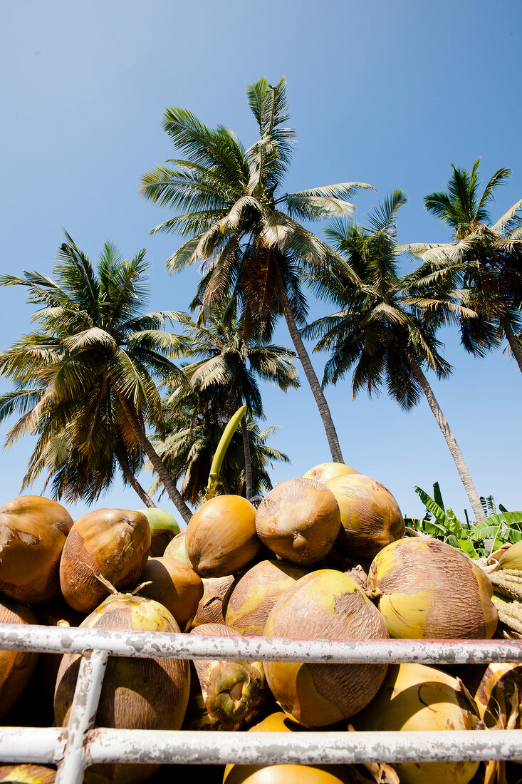 Close-up of Coconuts and coconut tree on background, Salalah, Oman
