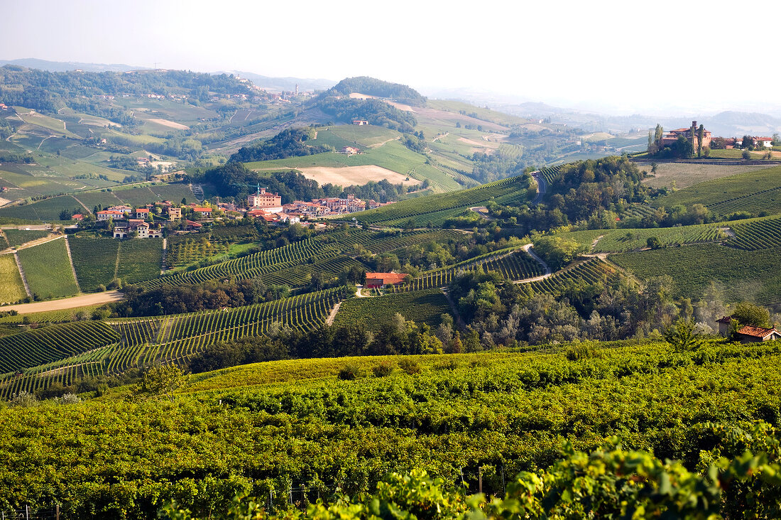 View of wine yard in foreground at Barolo, Italy