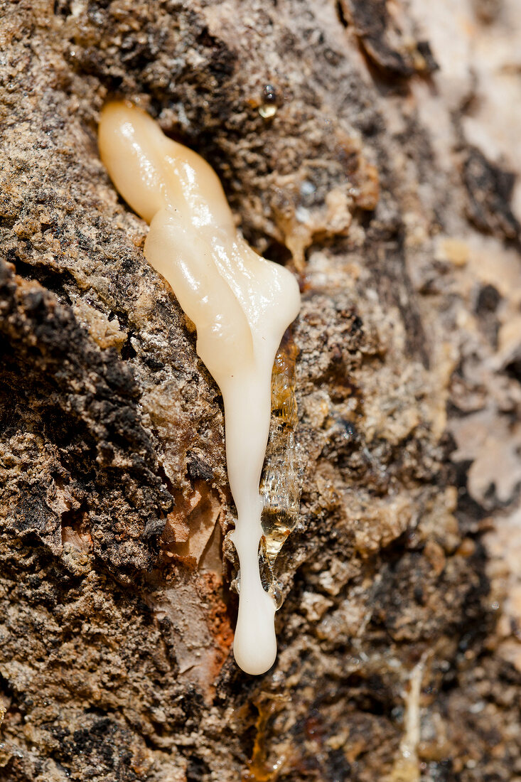 Close-up of fresh resin dripping from a frankincense tree, Salalah, Oman