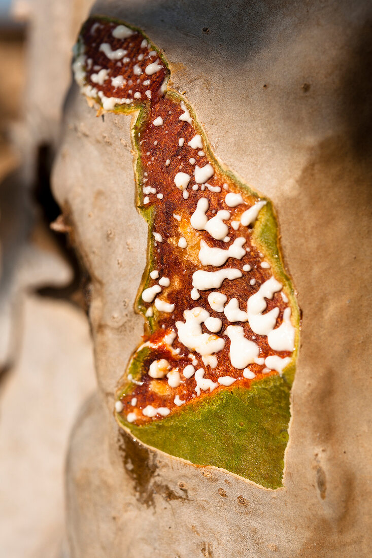 Fresh resin dripping from a frankincense tree, Oman, Salalah