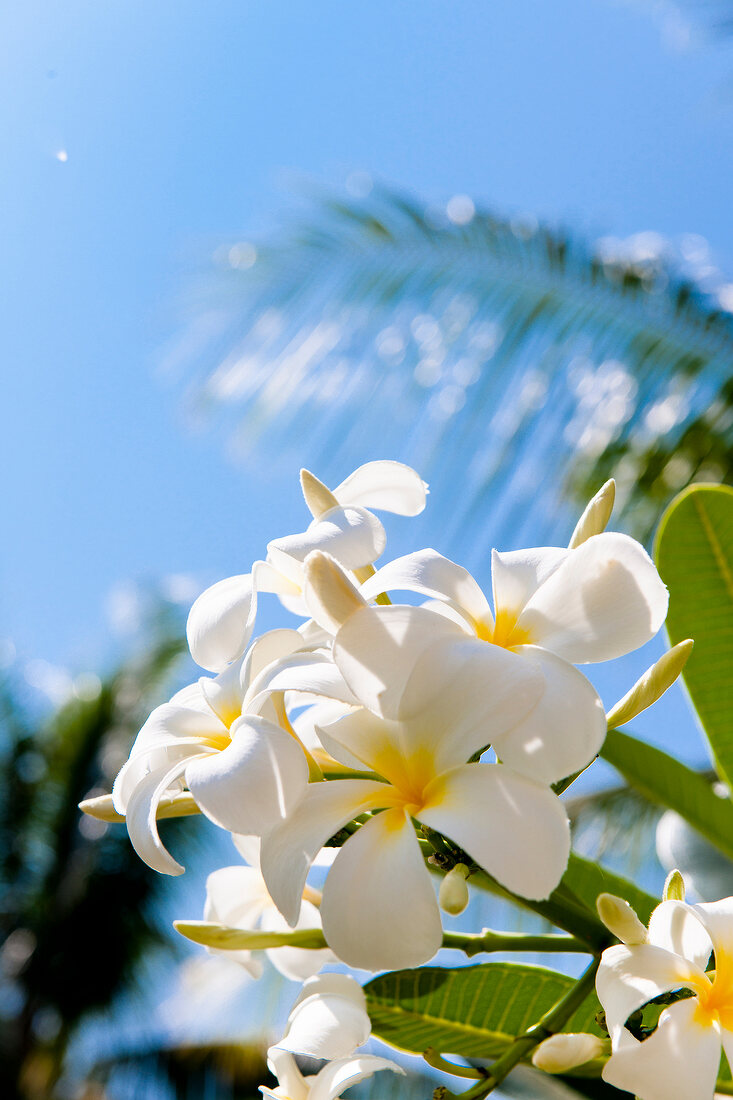 weiße Frangipaniblüten, vor blauem Himmel, Oman, Dhofar, Salalah
