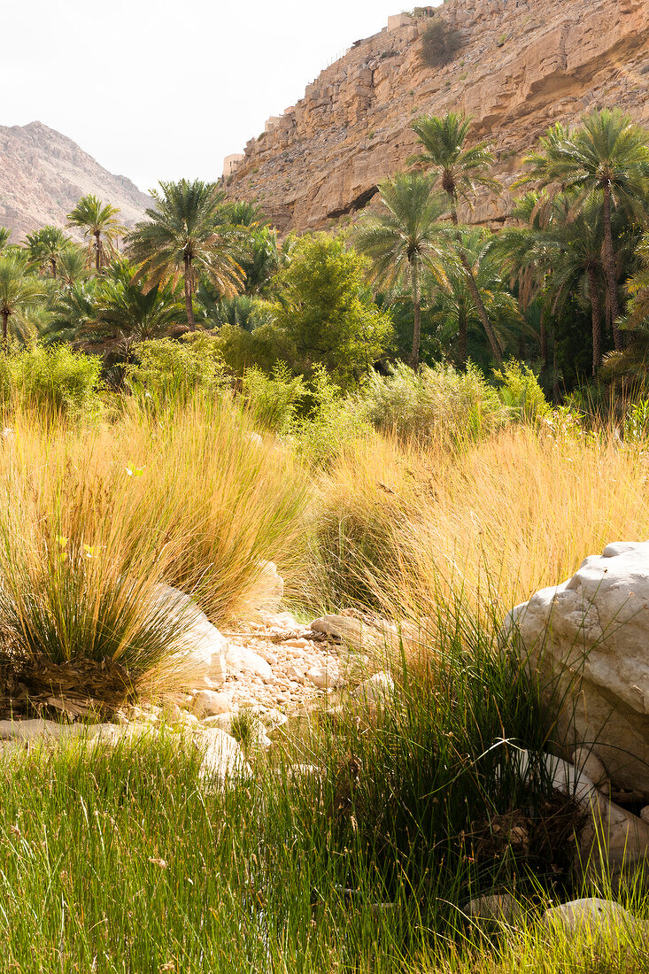 Oman, Wadi Bani Khalid, Landschaft, Oase, Büsche, Palmen, Canyon