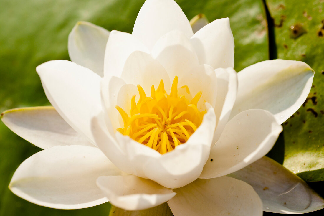 Close-up of white lily flower