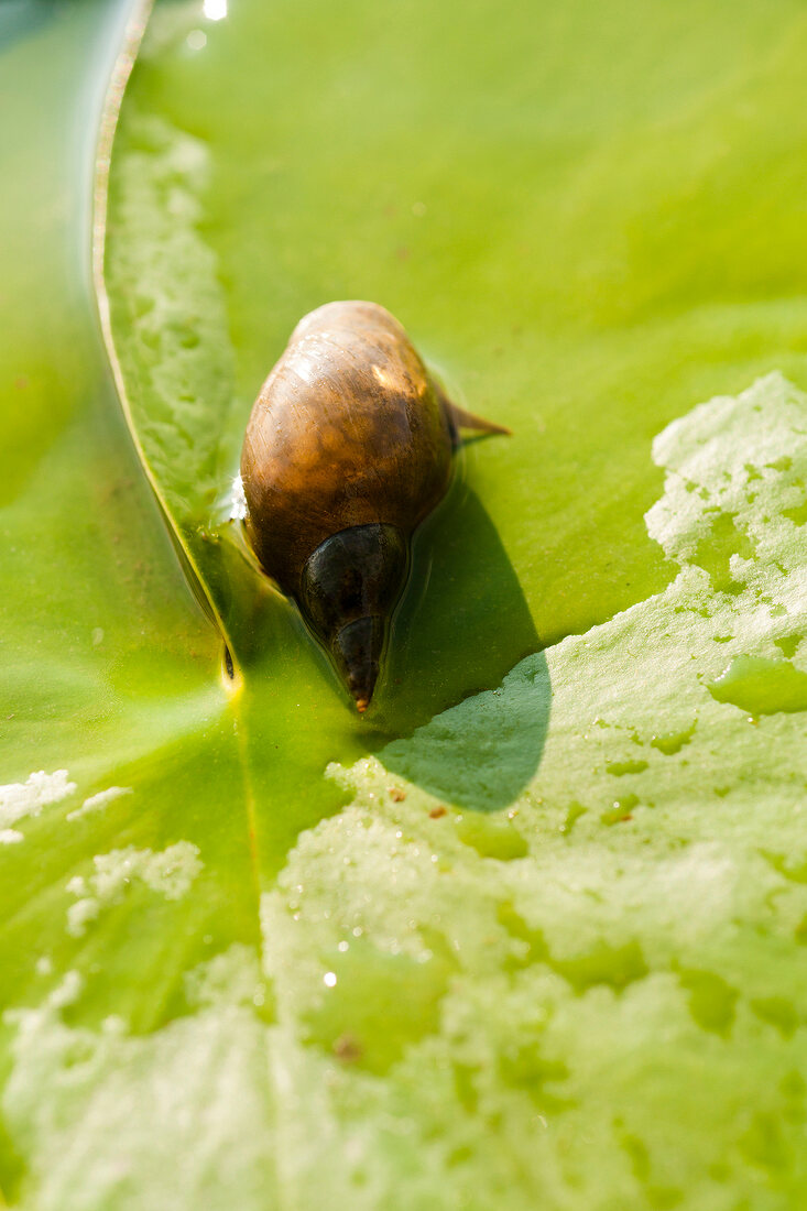 Close-up of snail on lily leaf-pad