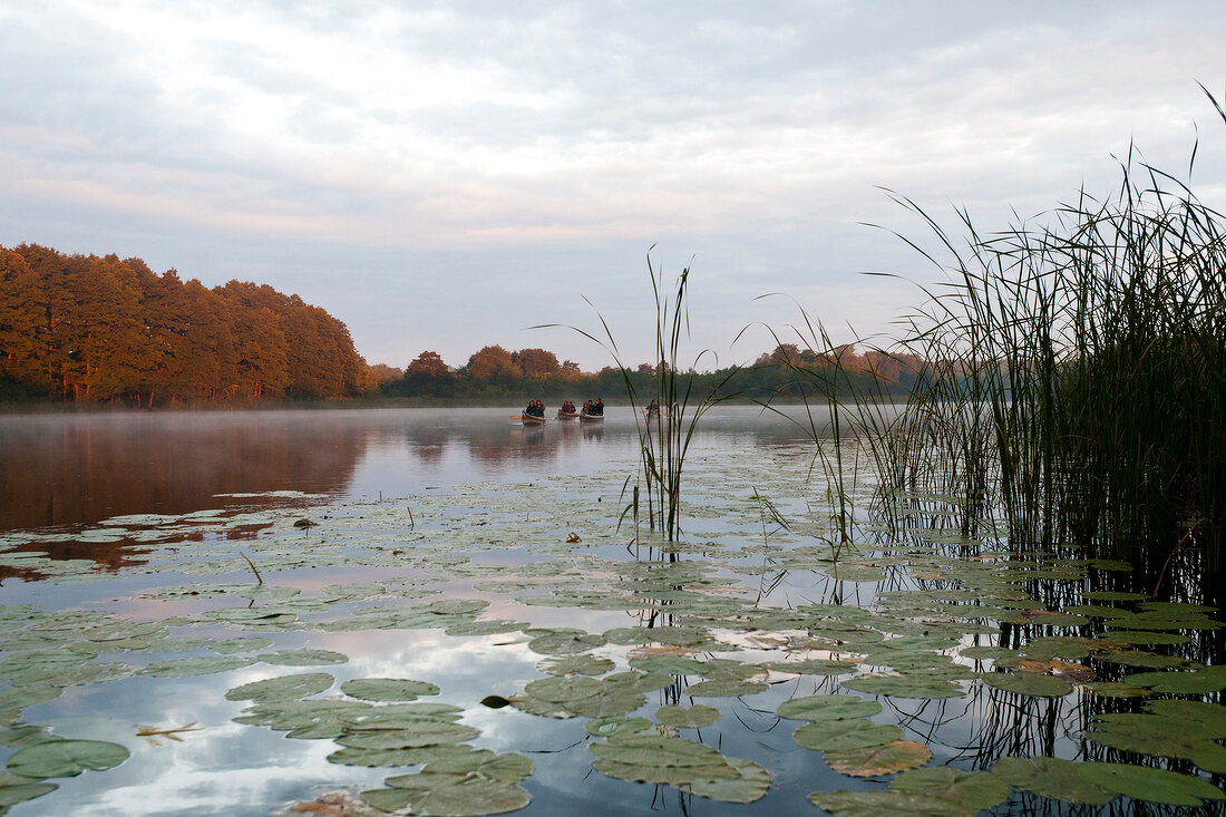 View of lake with reeds at morning, Bradenburg, Germany