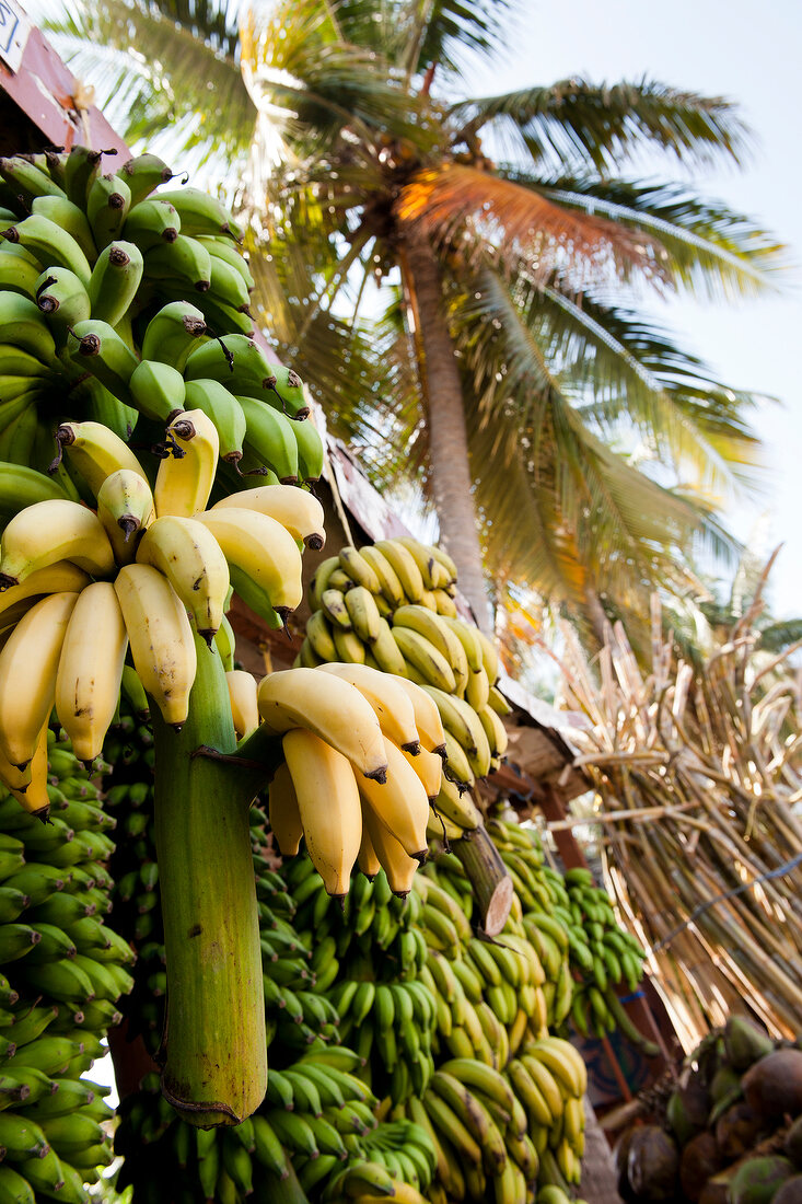 Close-up of yellow and green bananas in stall at Salalah, Oman