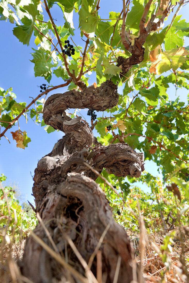 Alte Weinrebe Grenache in Calce, Frankreich