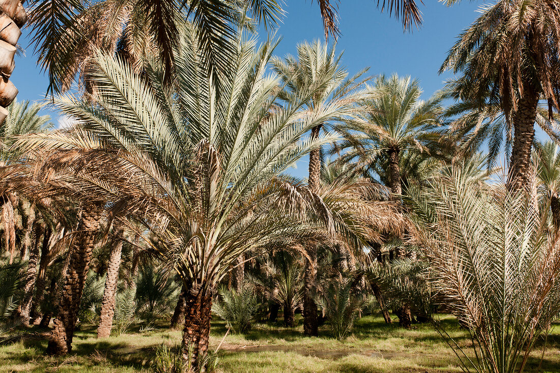 Oman, Al Hamra, Dattelpalmen grün, gruen, tropisch, Tropen