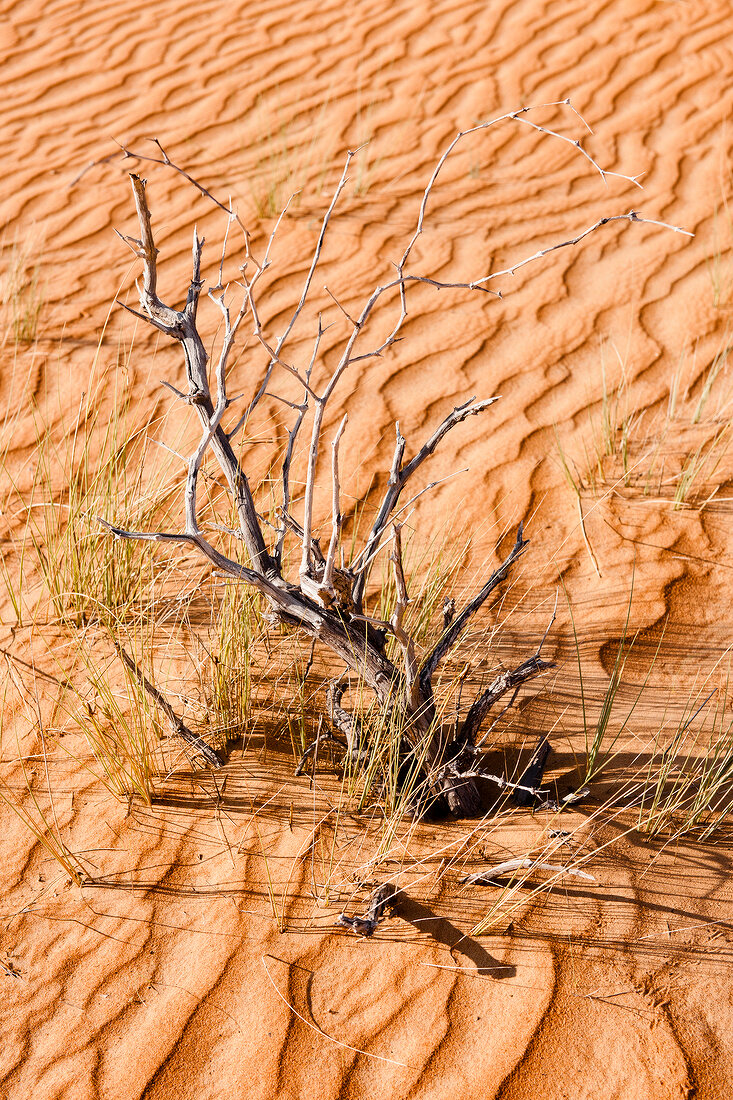 Wahiba Sands with dead branch, Oman