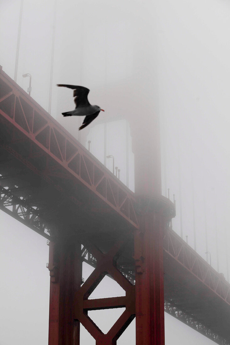 View of Seagull flying in front of Golden Gate Bridge covered with fog, San Francisco, USA