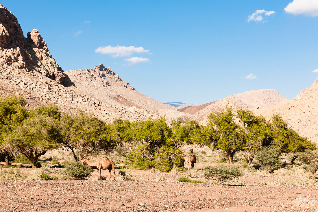 Oman, Al Hamra,Landschaft, Übersicht Kamele, Bäume, Berge, Gebirge