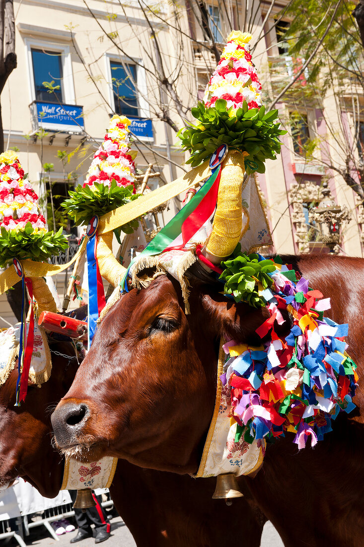 Two oxen for Procession of Holy Ephysius at Cagliari, Sardinia, Italy