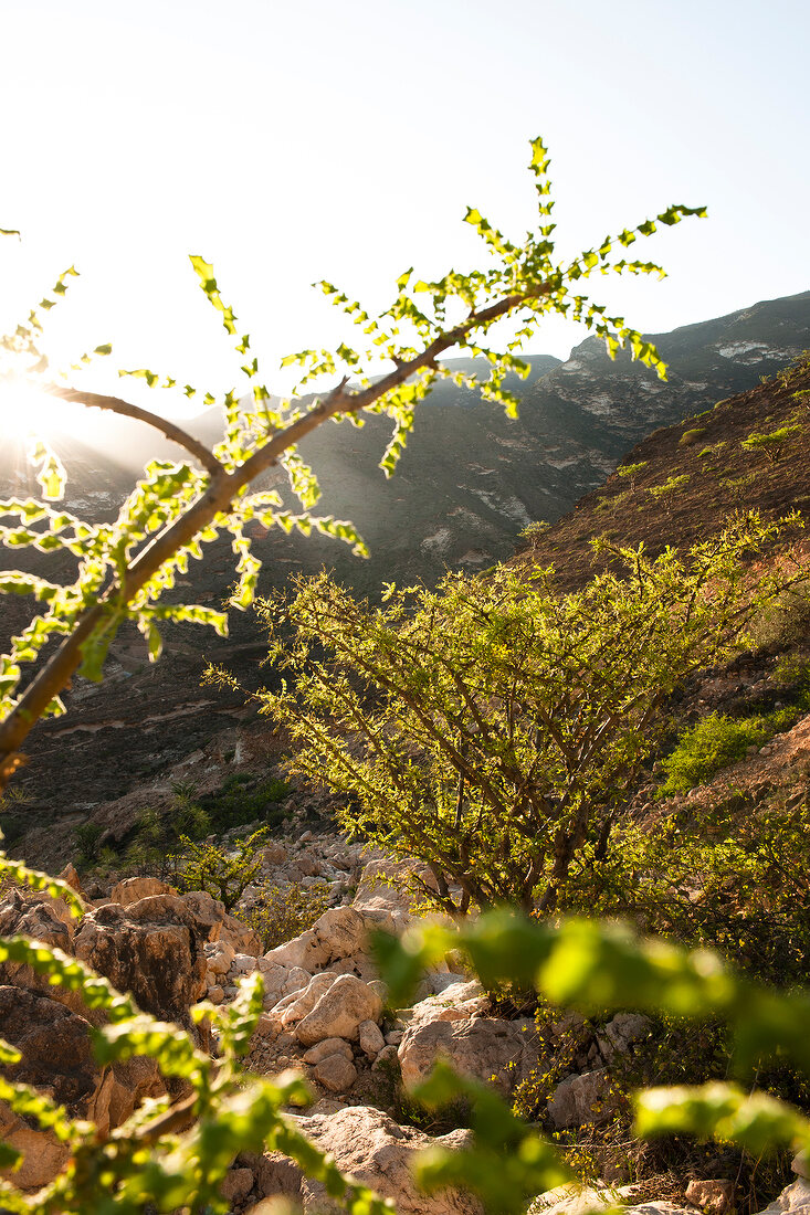 View of incense trees with mountain and bushes in Salalah, Dofar, Oman