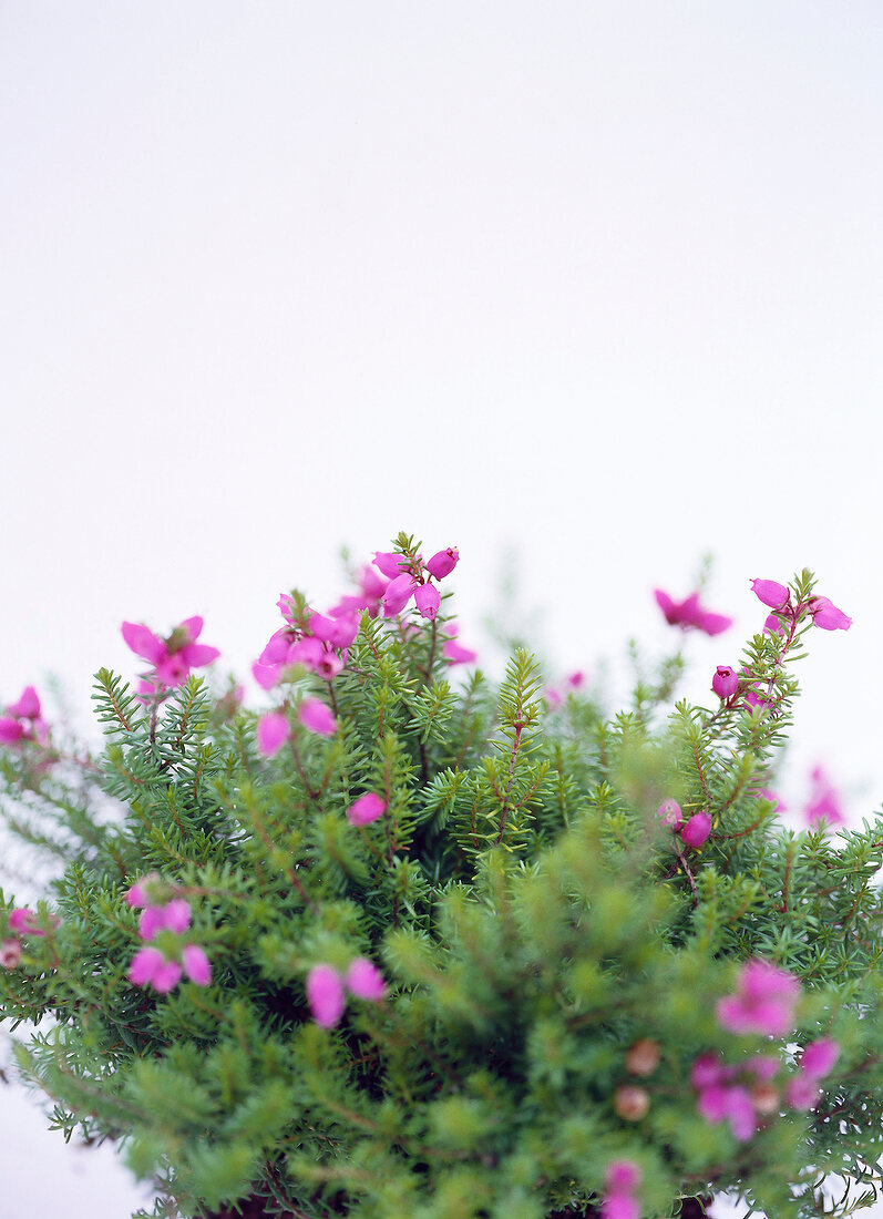 Close-up of bell heather on white background
