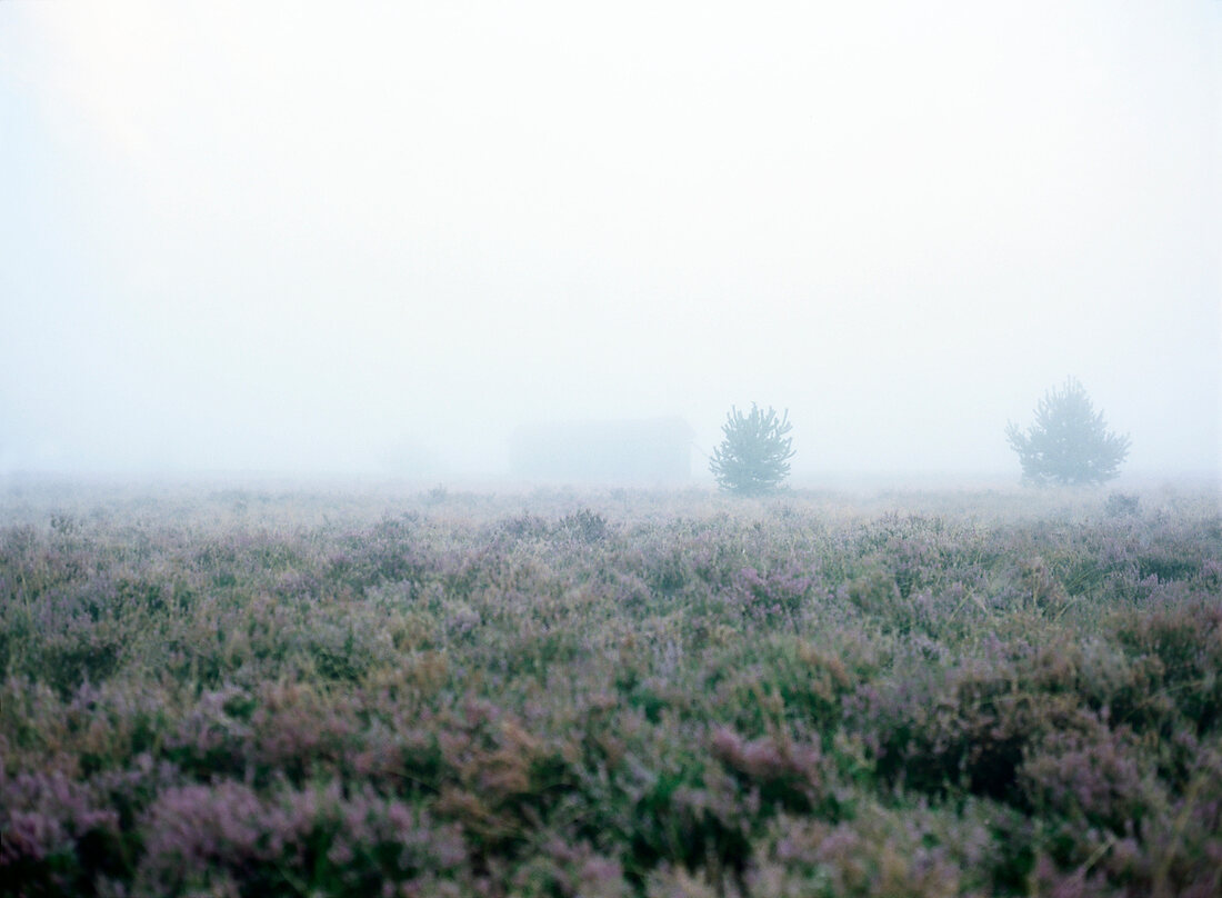 View of Luneburg Heath in heathland with fog, Lower Saxony, Germany