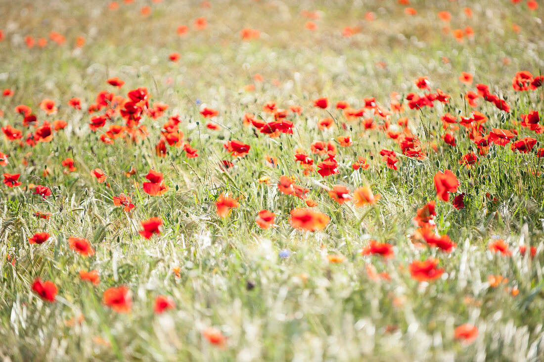 Close-up of poppy field, Croatia