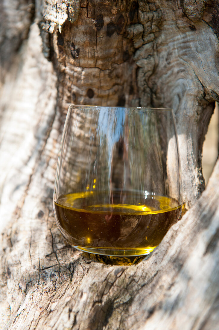 Close-up of olive oil in glass on tree trunk at Istria, Croatia