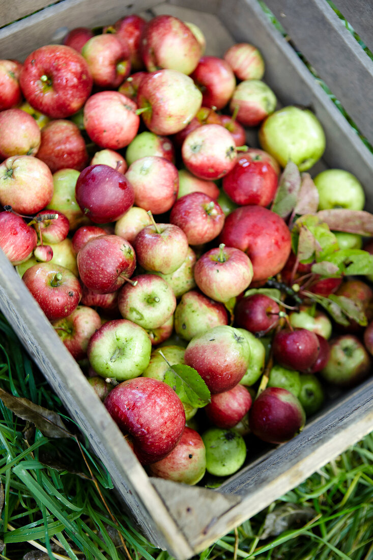 Obst, Apfel, Äpfel, Äpfel, Apfelernte, Ernte, rot, grün, Kiste