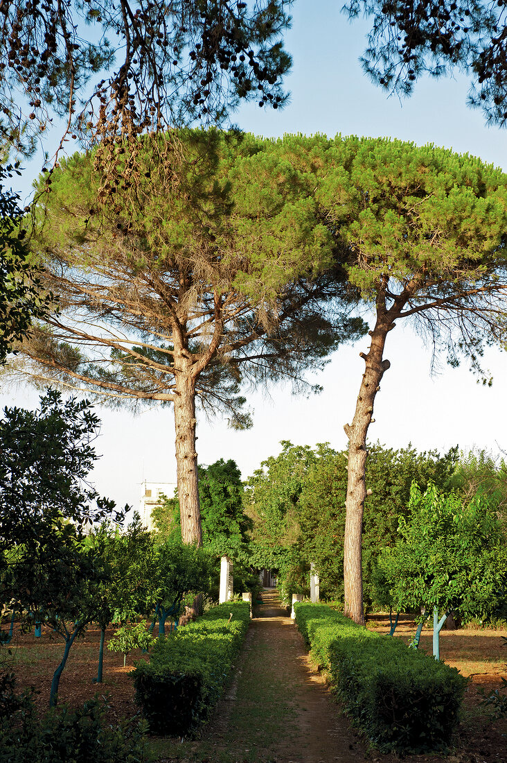 Hedges and trees beside garden pathway, Italy