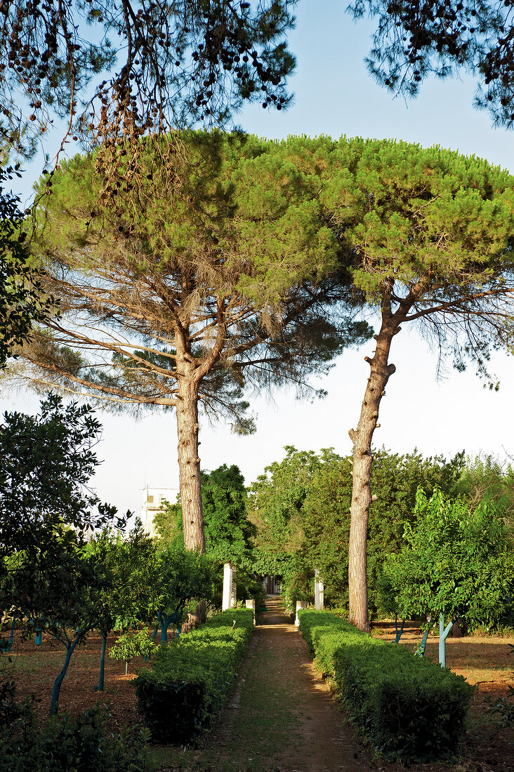 Weingut, Castel di Salve, Auffahrt, Weg, Garten, Bäume, Italien