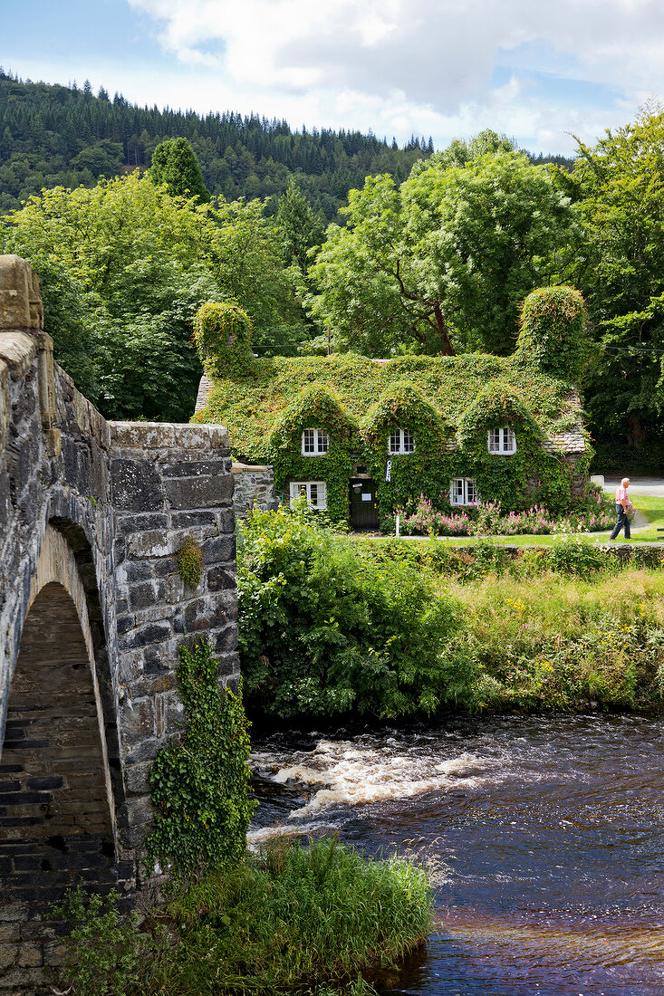 Welsh house covered with creepers plants near Conwy river at Llanrwst, Wales, UK