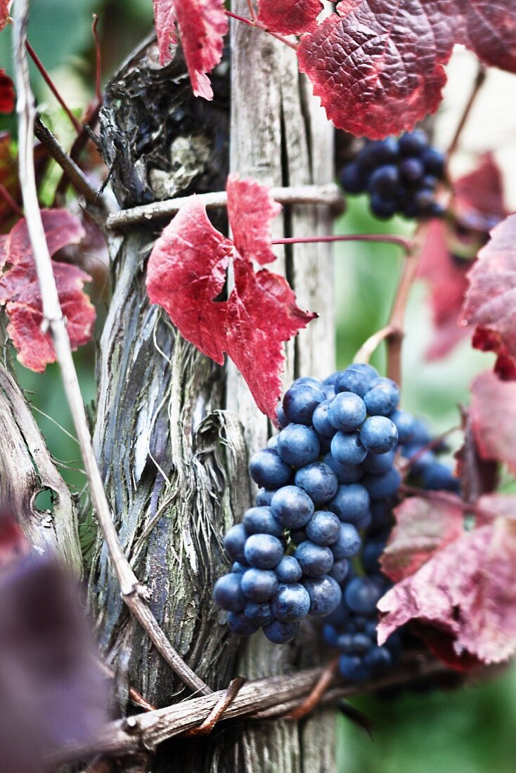 Spätburgunder-Trauben am Rebstock im Weinanbaugebiet an der Ahr