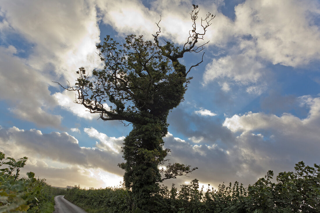 Low angle view of tree in Swansea, Wales, UK