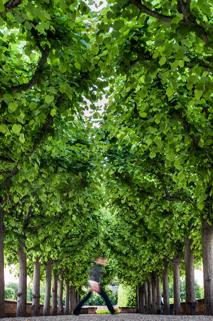 Man walking in Royal gardens of Herrenhausen Palace, Hanover, Germany