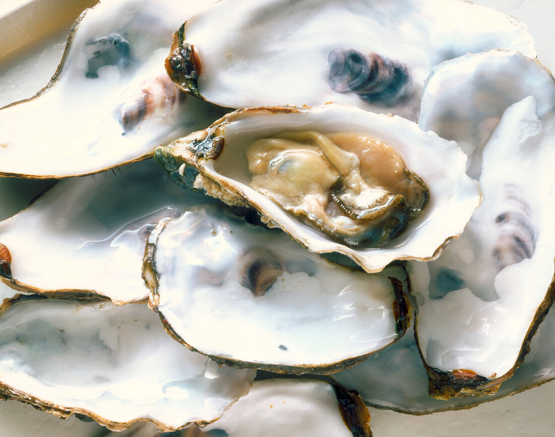 Close-up of opened oysters