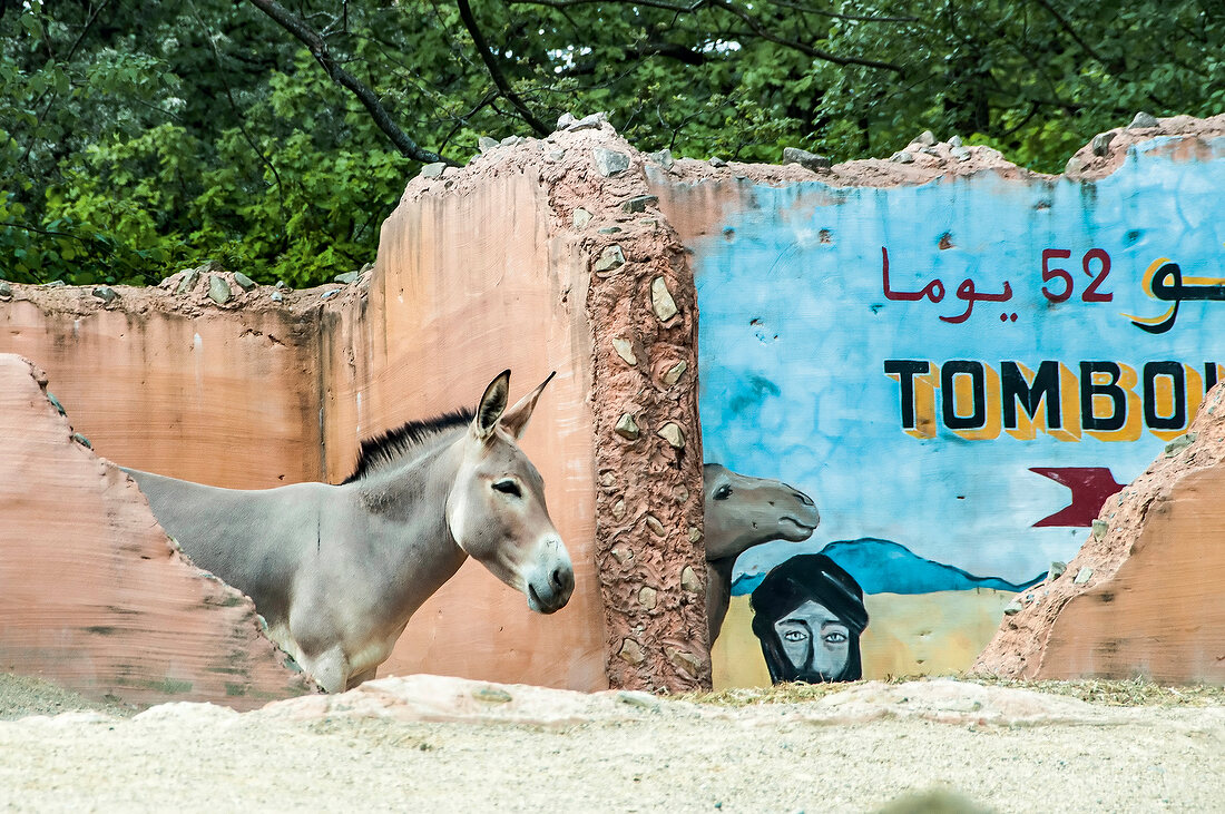 Hannover, Erlebnis-Zoo Hannover, Themenwelt Sambesi, Somali-Wildesel