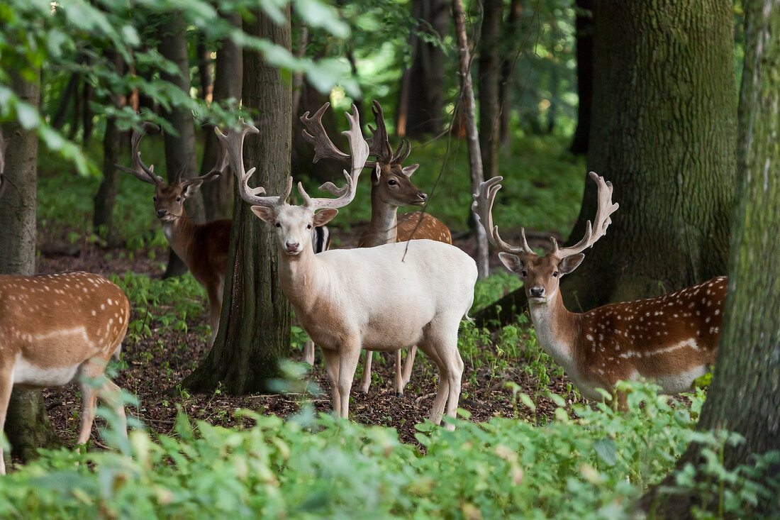 Fallow Deer in Kirchrode Zoo, Hannover, Germany