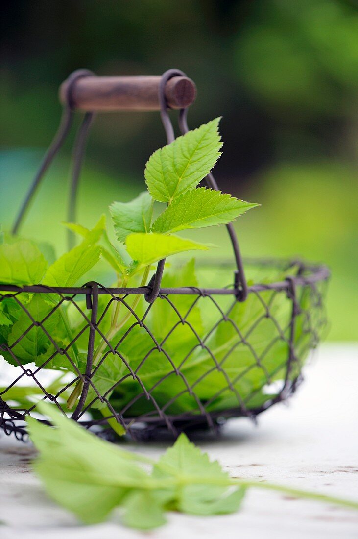 A basket of ground elder