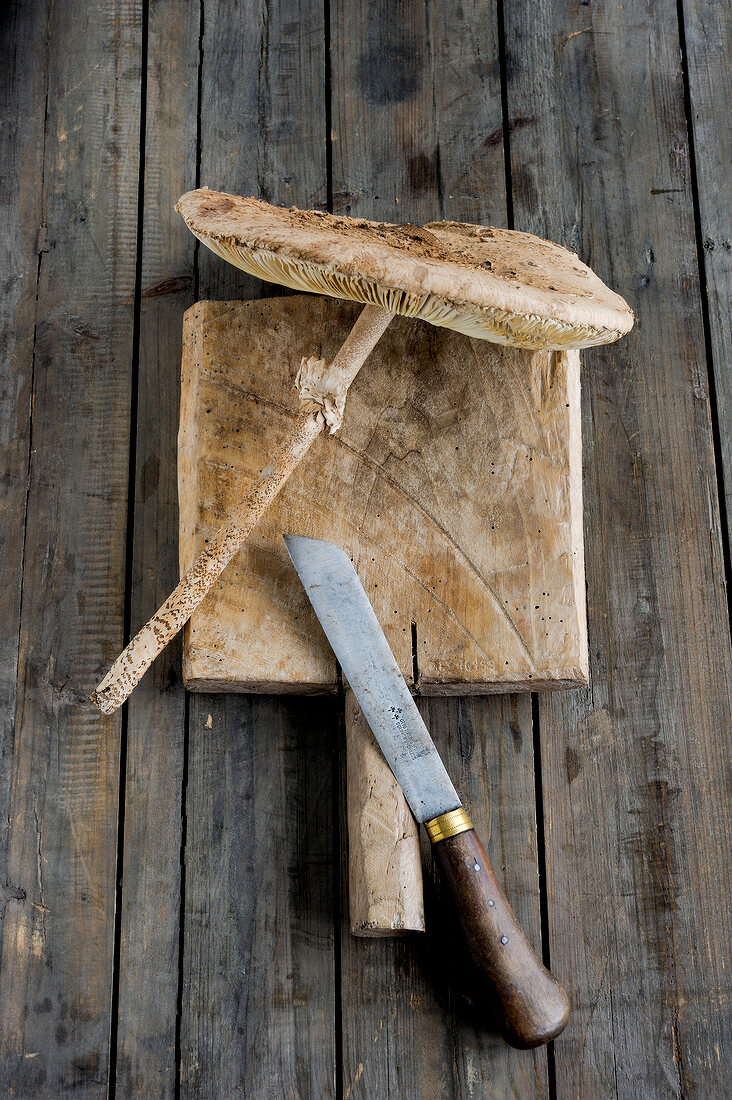 Parasol mushroom with knife on chopping board
