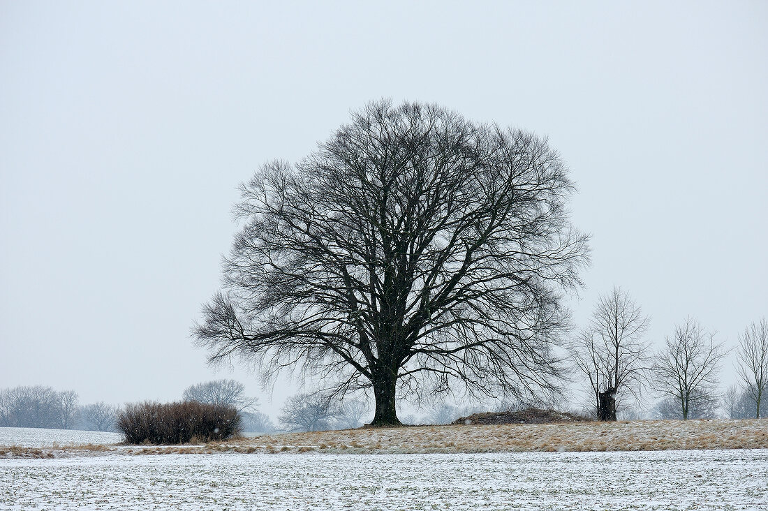 Bare tree in snow