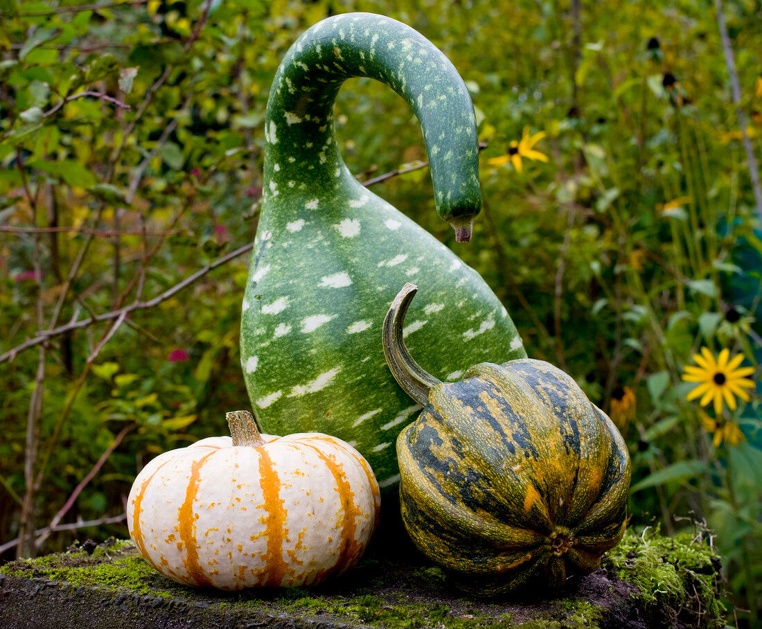 Close-up of three different types of pumpkins