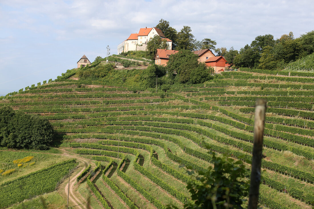 Markgraf von Baden - Schloss Staufenberg Weingut Durbach