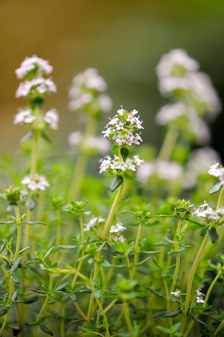 Green cookbook, Thyme, Tyme field