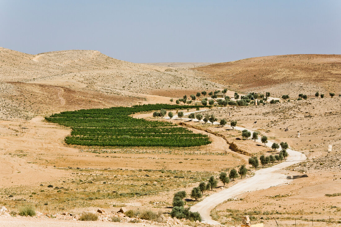 Israel, Negev Wüste, Weingut Chavat Kish