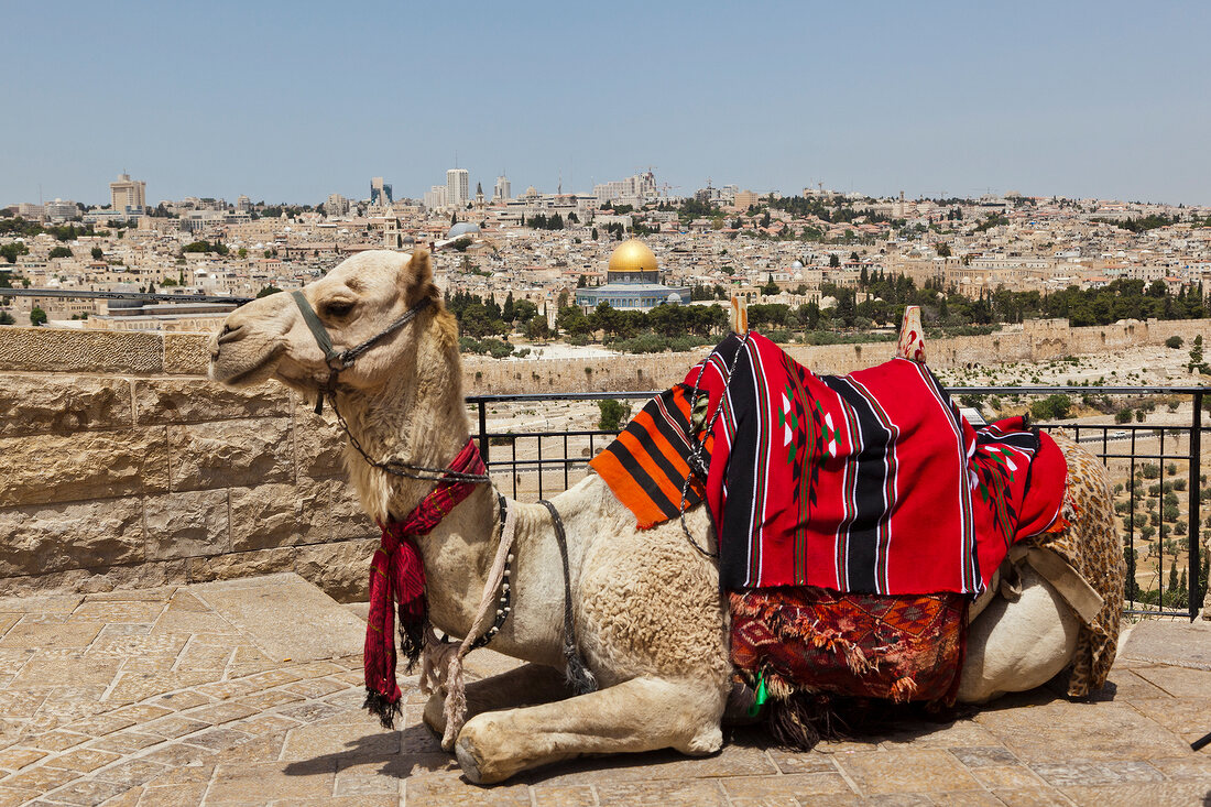 View of camel and Dome of the Rock in Temple Mount from Mount of Olives, Jerusalem, Israel