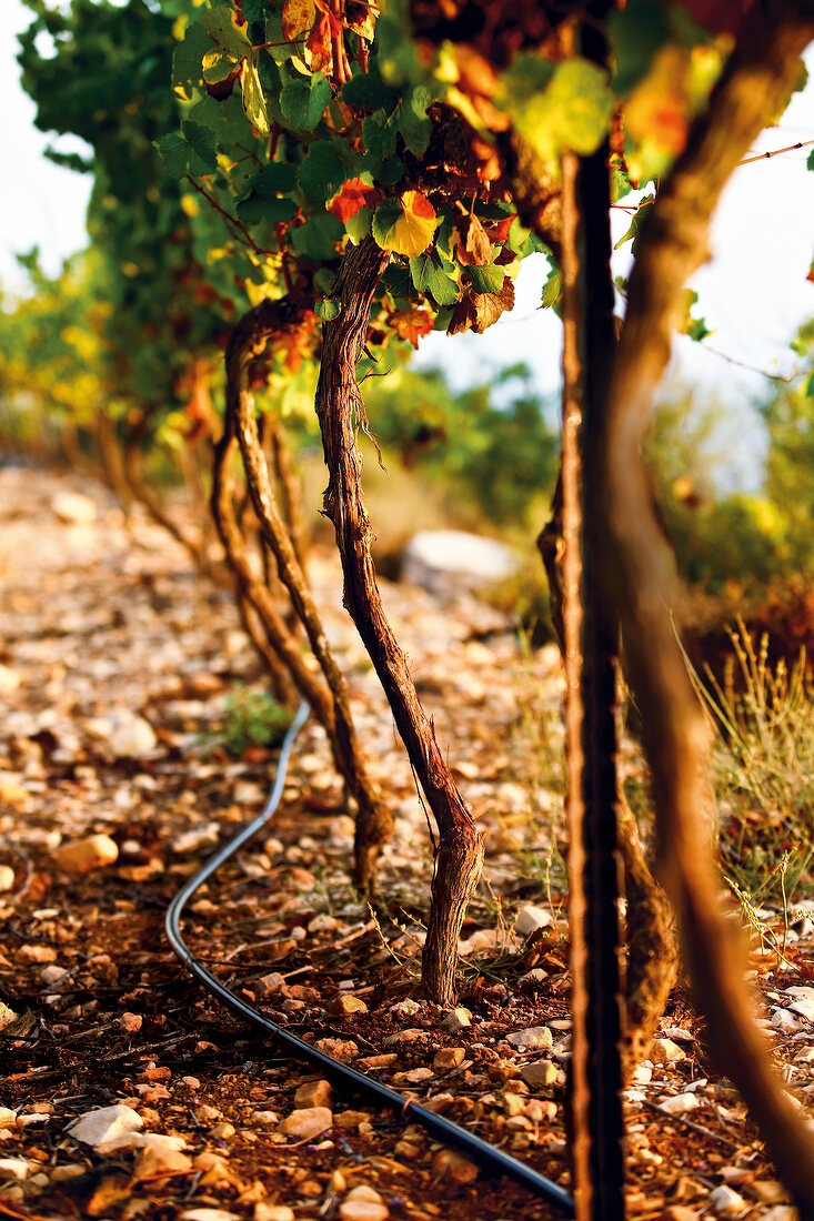 View of vines with water hose lying by side