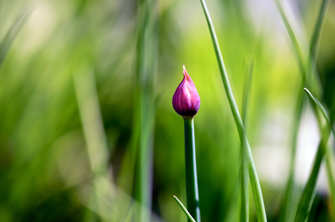 Close-up of chives flower