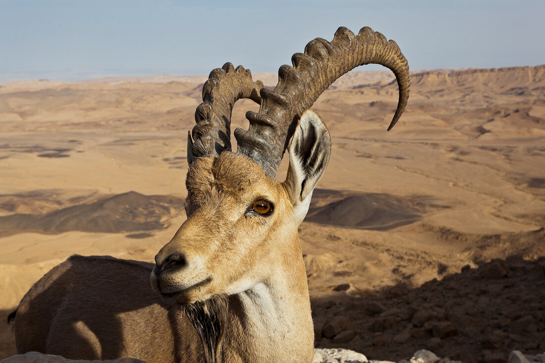 Nubian ibex sitting in desert, Har Ramon Crater, Negev, Israel