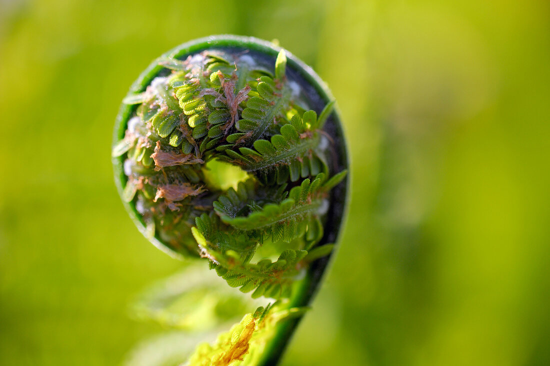 Close-up of fresh fiddlehead fern