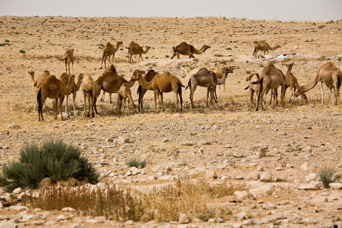 Herd of Dromedaries on rocky landscape at Negev, Israel