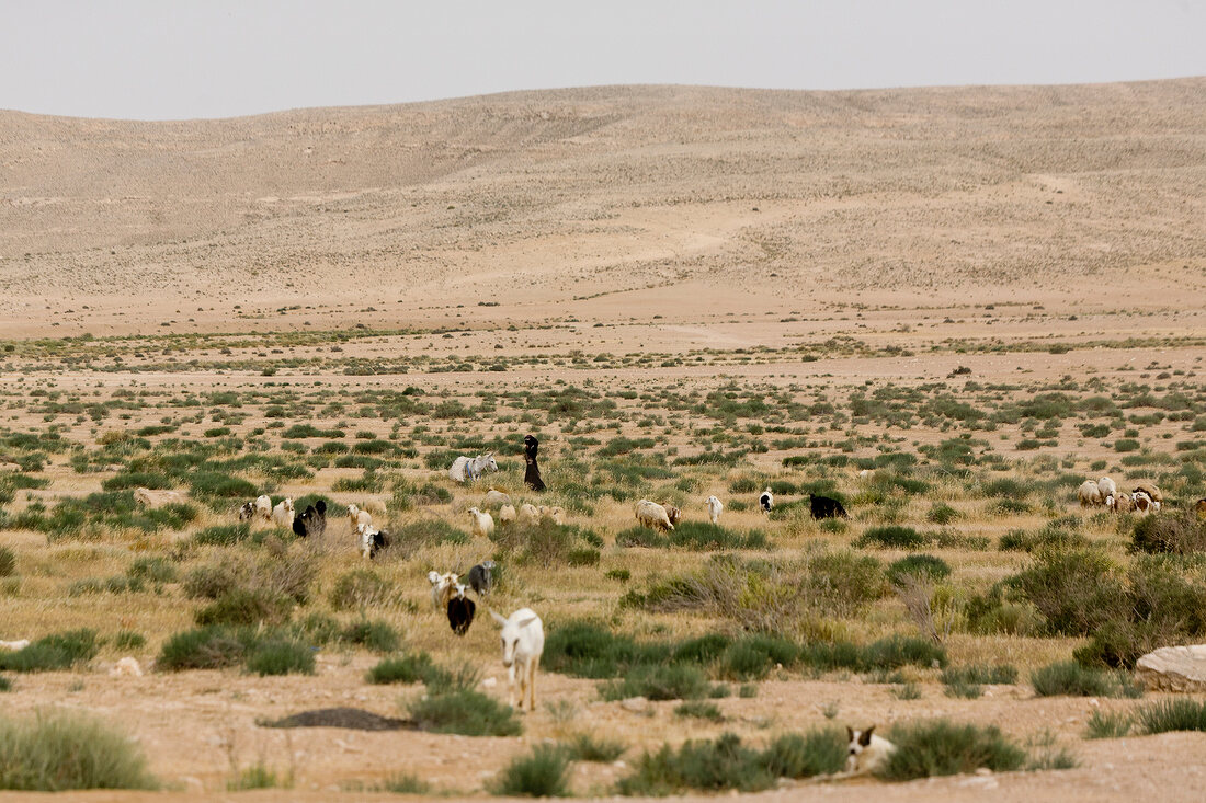 Israel, Wüste Negev, Schafe, Beduine 