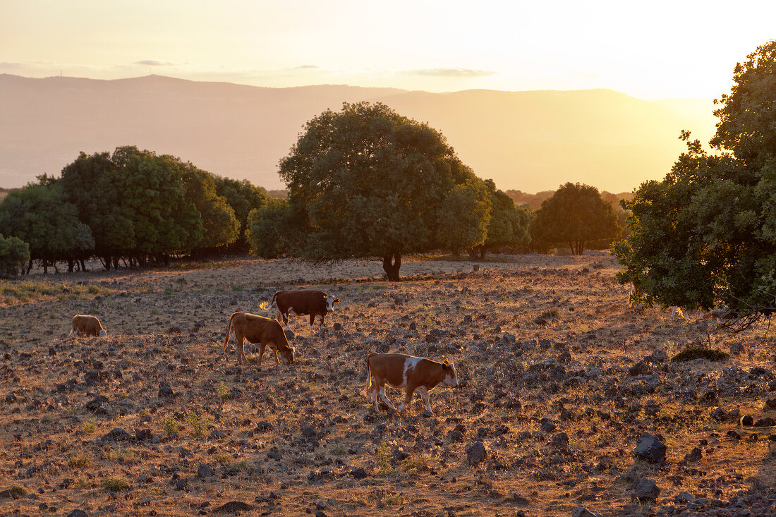 Israel, Golan, Golanhöhen, Kühe, Abendlicht