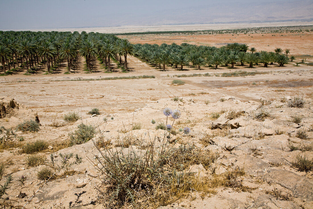 View of Dattelhain in line, Jordan Valley, Israel